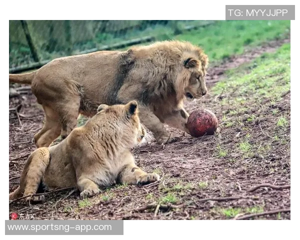 梅西亲临印度野生动物保护中心参与宗教仪式与狮子亲密接触的奇妙体验